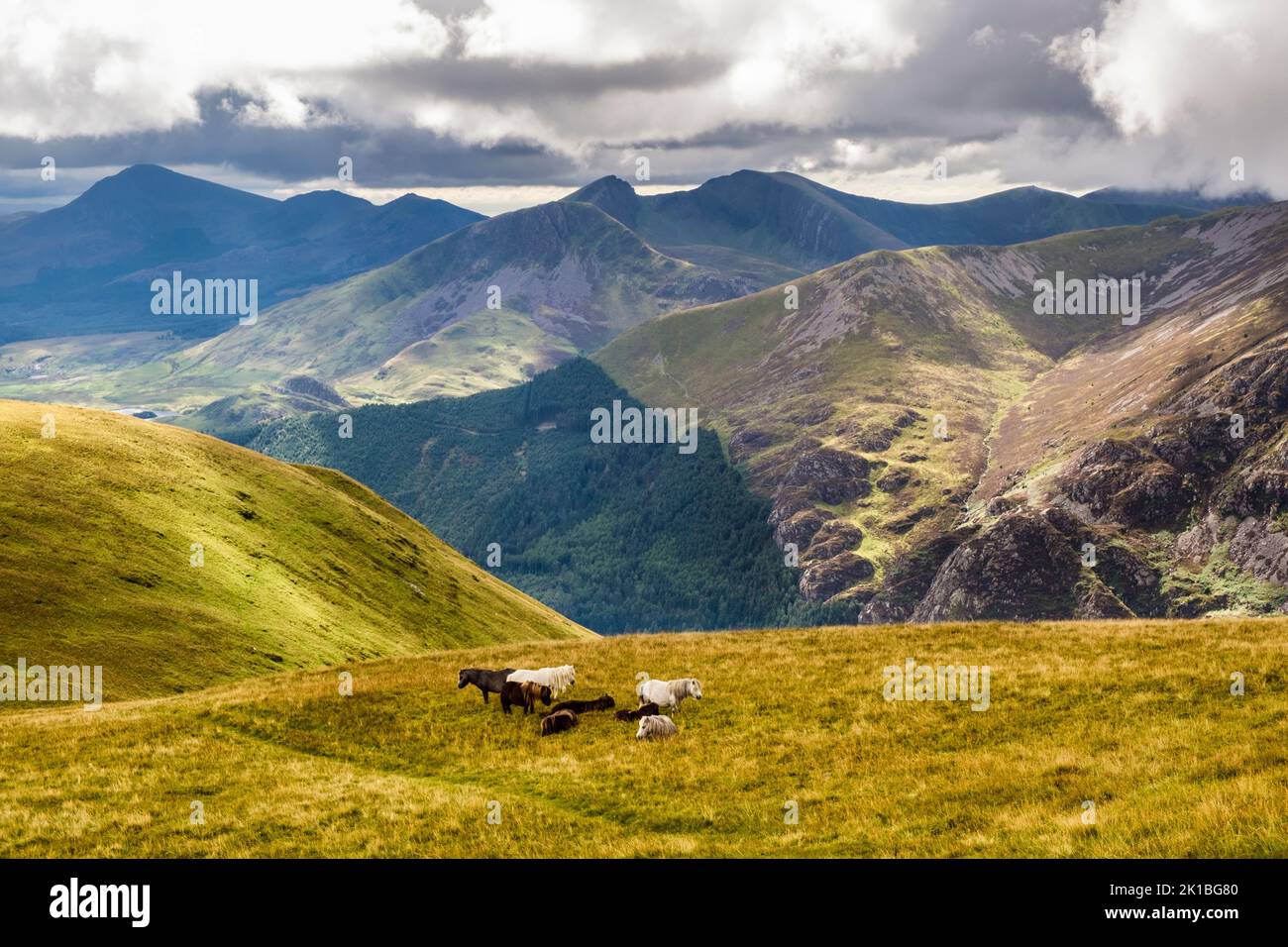 Pony selvaggi sulle pendici di Moel Eilio nelle montagne del Parco Nazionale di Snowdonia vicino a Llanberis, Gwynedd, Galles settentrionale, Regno Unito, Gran Bretagna Foto Stock