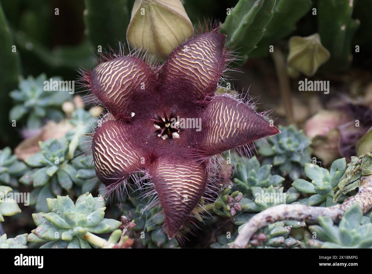 I fiori insoliti di Stapelia grandiflora Foto Stock