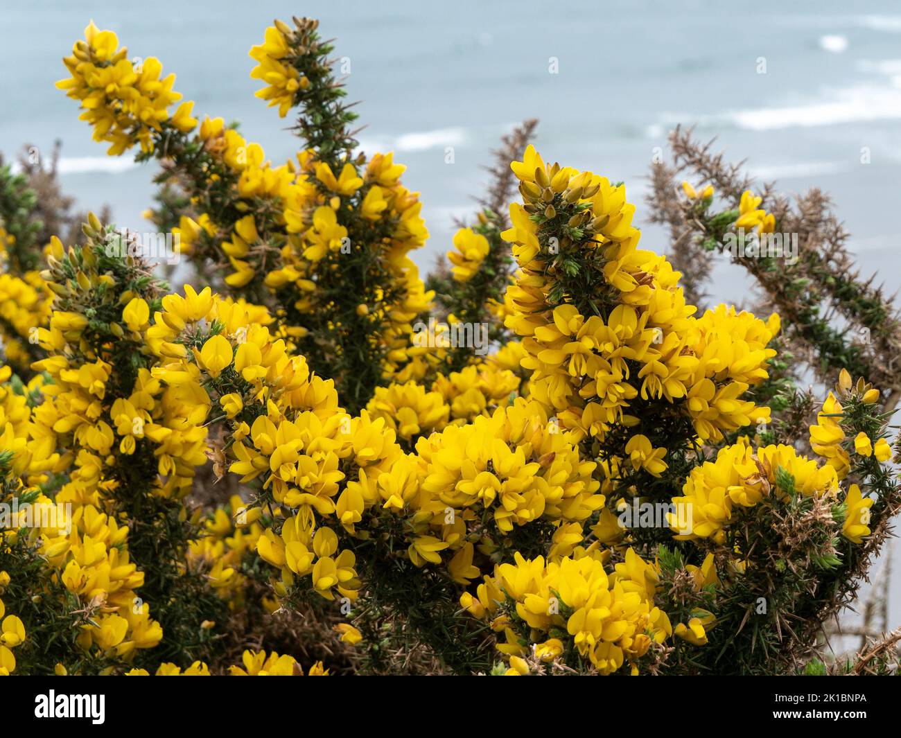Ci sono molti fiori gialli. Una pianta con infiorescenze gialle. Primo piano dell'impianto. Foto Stock