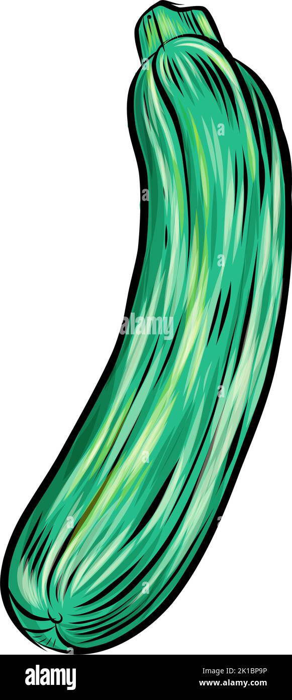 zucchini a mano, isolato su bianco. illustrazione vetcor Illustrazione Vettoriale