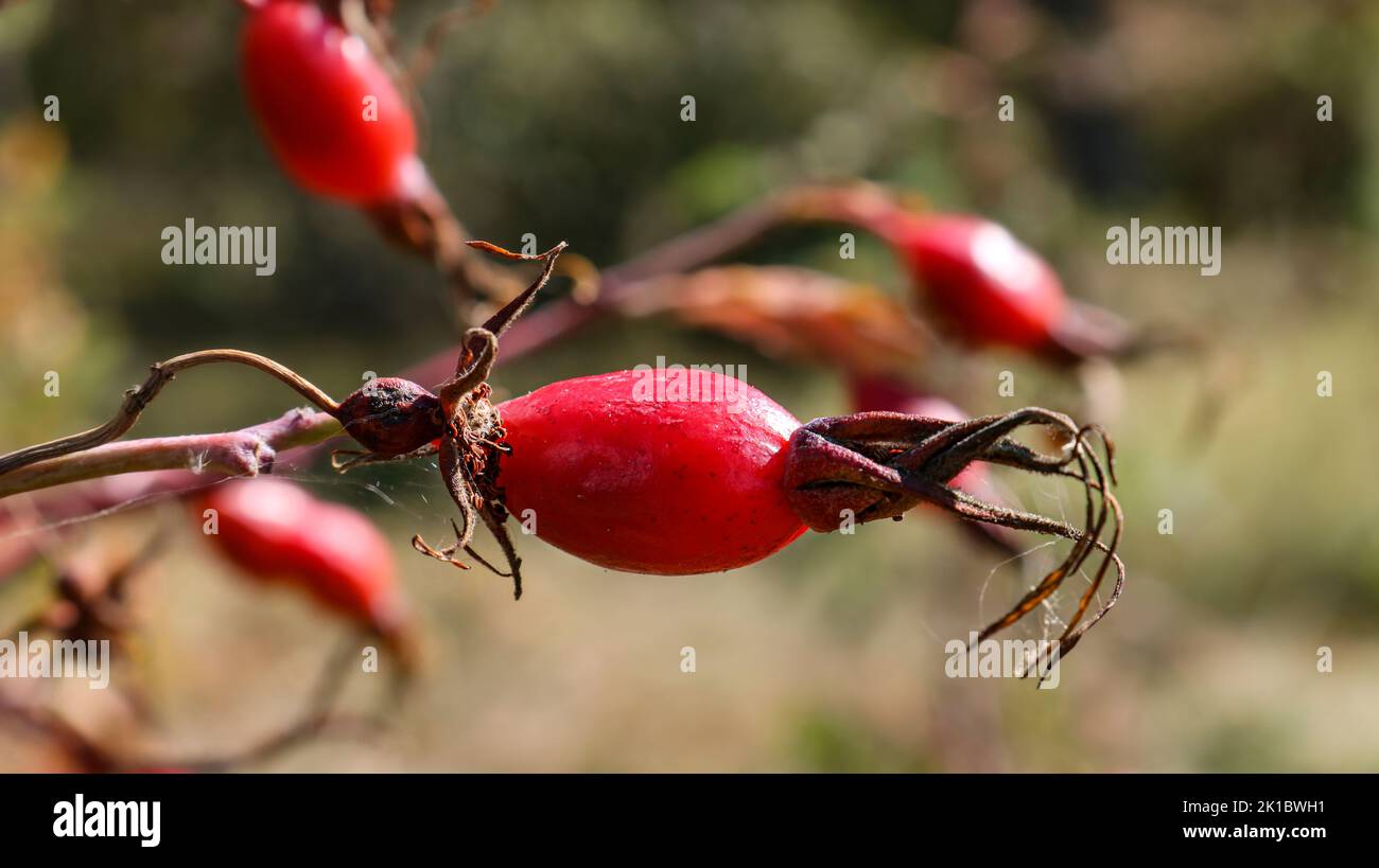 Bacche di rosticcia su un cespuglio in autunno, frutti maturi, piante selvatiche. Foto Stock