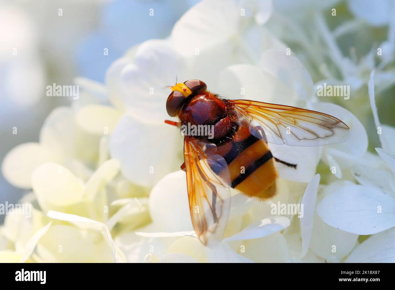 Un calabrone sorvola sulla fioritura di un'ortensia bianca Foto Stock