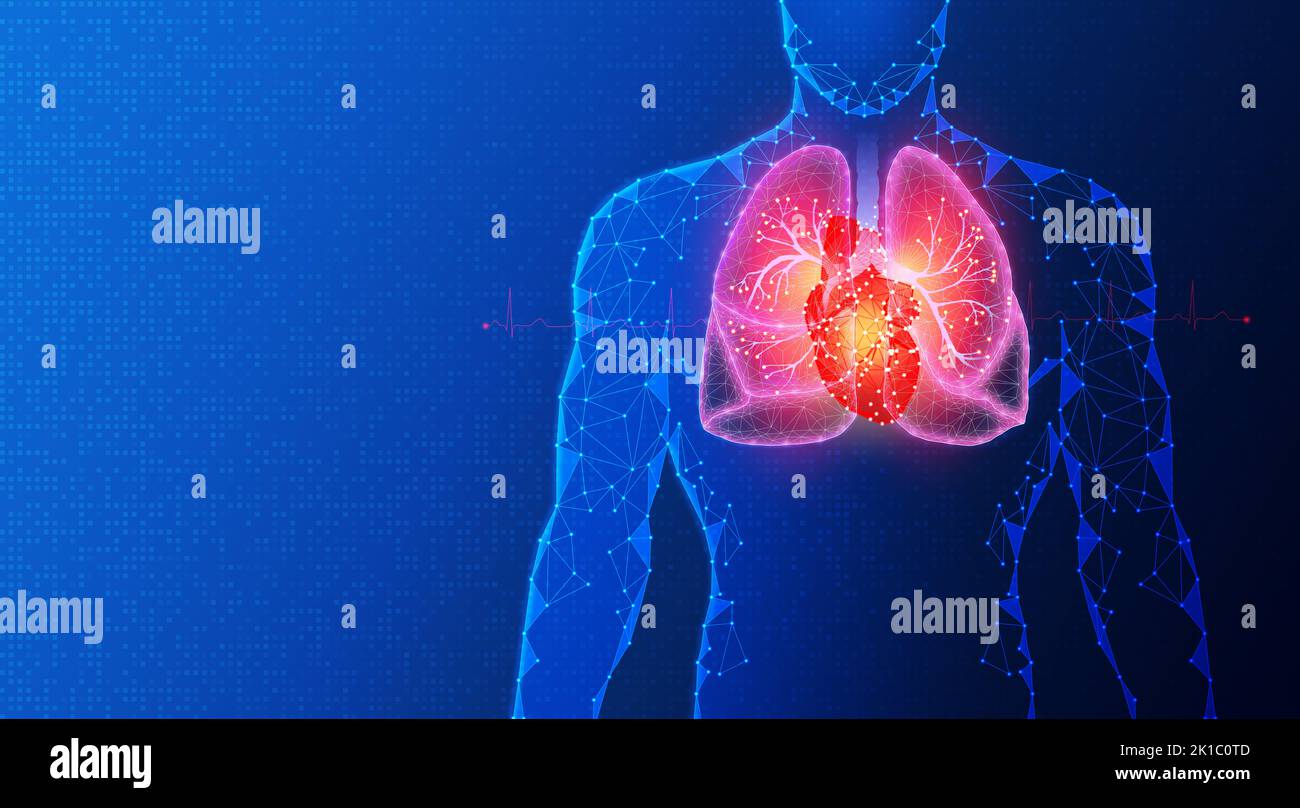 Ingegneria dei tessuti cardiovascolare e cardiorespiratorio - Ingegneria dei tessuti cardiaci - sviluppo di tessuti biomimetici cardiovascolari e polmonari - Foto Stock