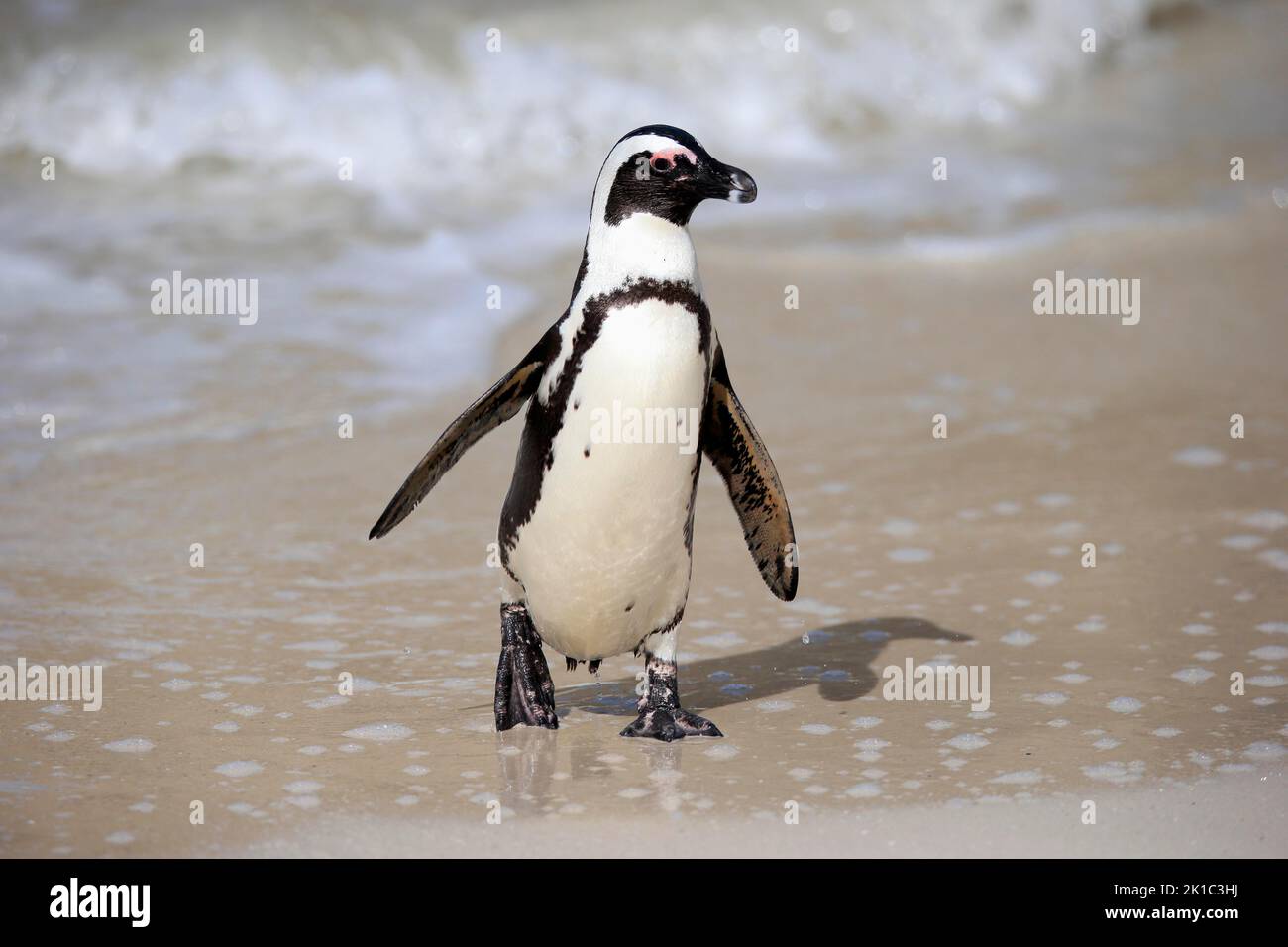 Pinguino africano (Spheniscus demersus), adulto, sulla spiaggia, uscendo dall'acqua, correndo, Boulders Beach, Simonstown, Western Cape, Sudafrica Foto Stock