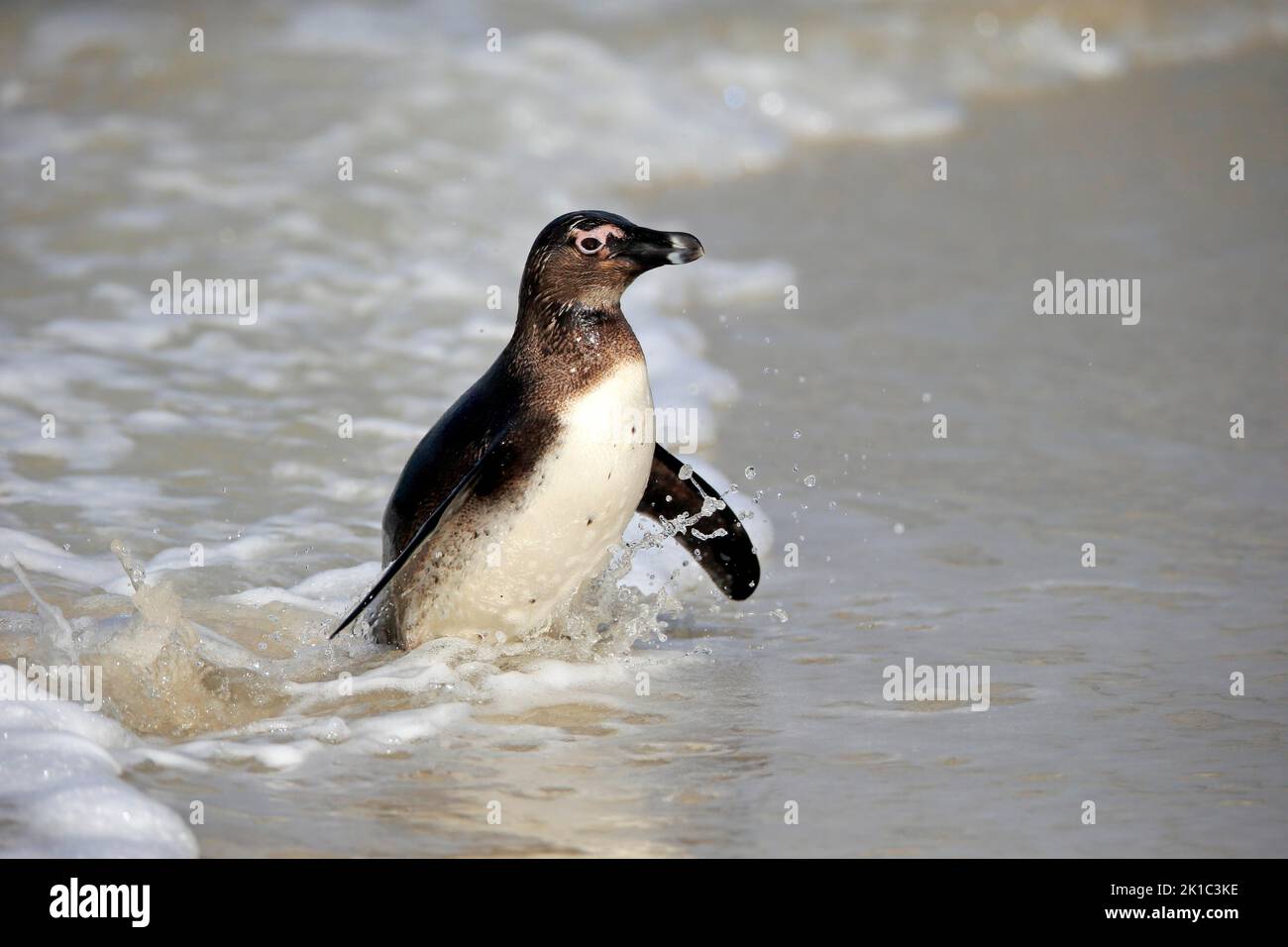 Pinguino africano (Spheniscus demersus), adulto, non sviluppato, sulla spiaggia, uscendo dall'acqua, Boulders Beach, Simonstown, Capo Occidentale, Sud Foto Stock