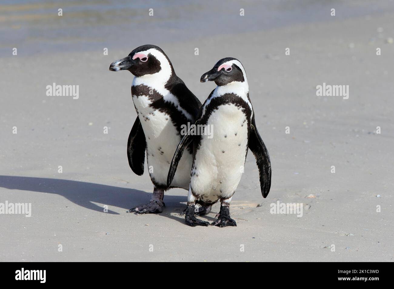 Pinguino africano (Spheniscus demersus), adulto, coppia, sulla spiaggia, uscendo dall'acqua, Boulders Beach, Simonstown, Capo Occidentale, Sud Africa Foto Stock