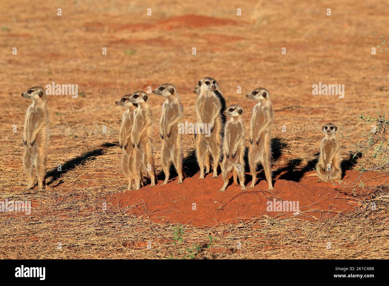 Meerkats (Suricata suricatta), meerkat, adulto, gruppo, in piedi, Alert, on guard, on Burrow, Tswalu Game Reserve, Kalahari, Capo Settentrionale Foto Stock