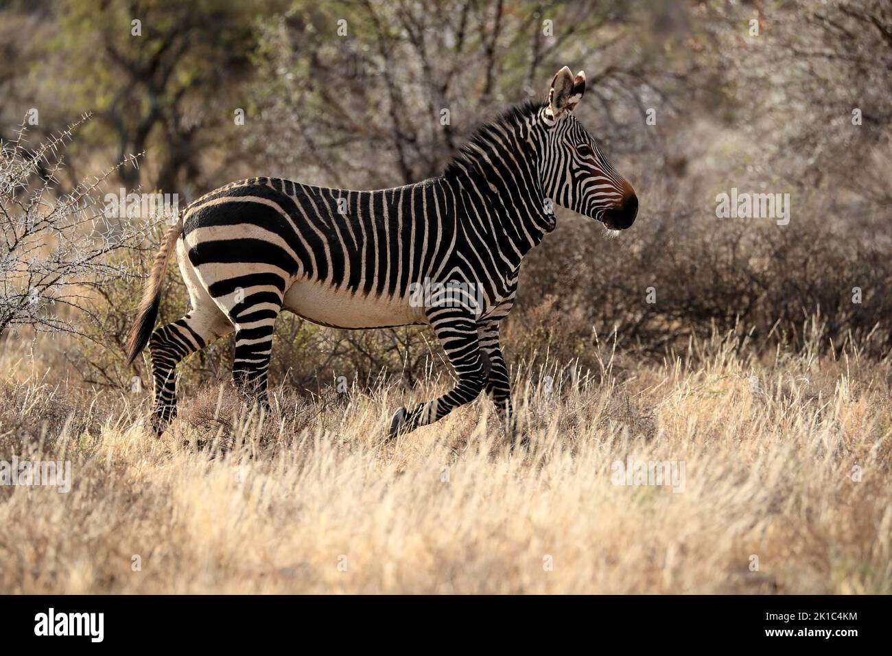 Cape Mountain Zebra (Equus zebra zebra), adulto, corsa, foraggio, Parco Nazionale della Zebra di montagna, Capo orientale, Sudafrica Foto Stock