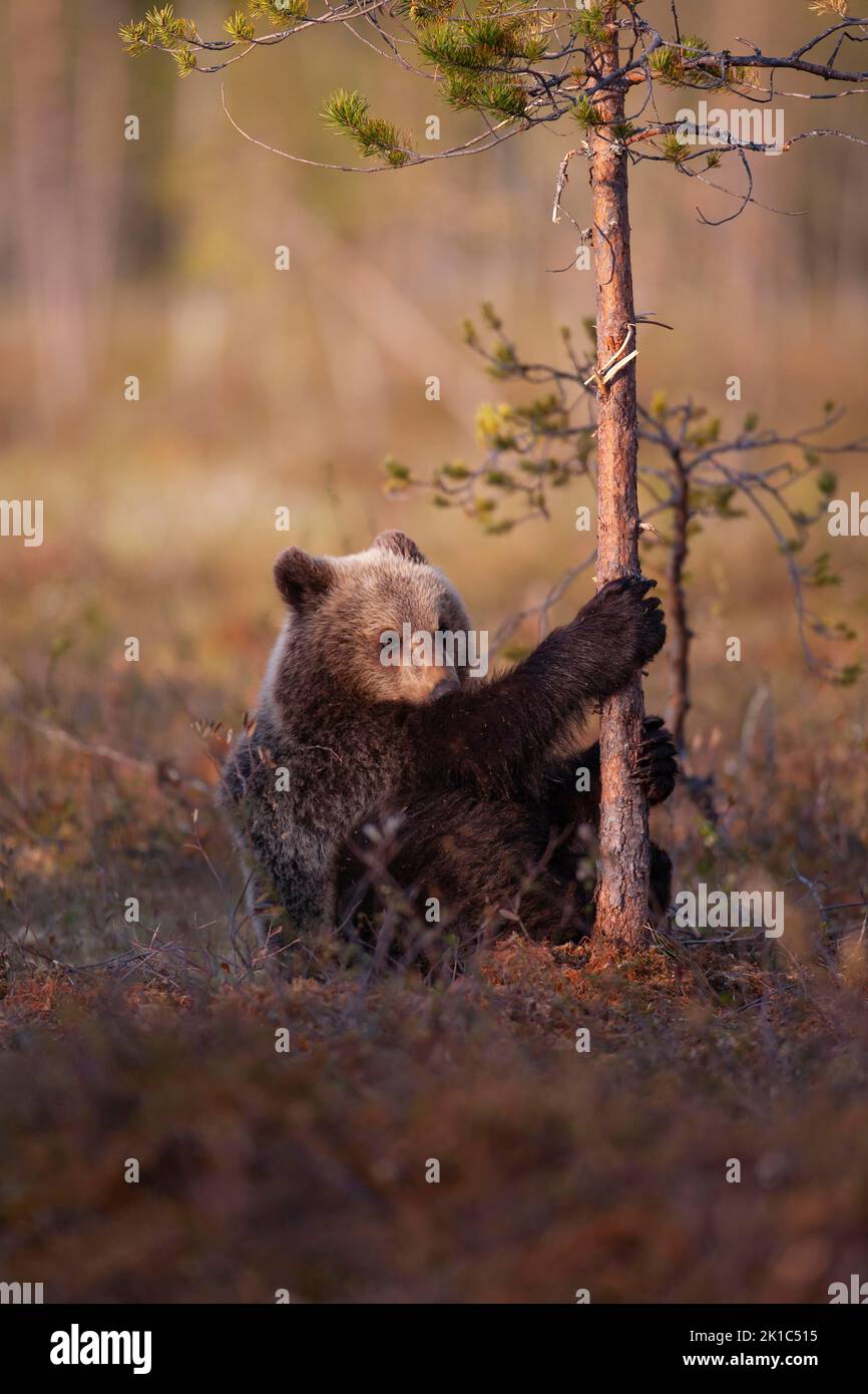 Orso bruno europeo (Ursus arctos) cucciolo giovanile che abbraccia un albero in una foresta boreale, Suomussalmi, Carelia, Finlandia Foto Stock