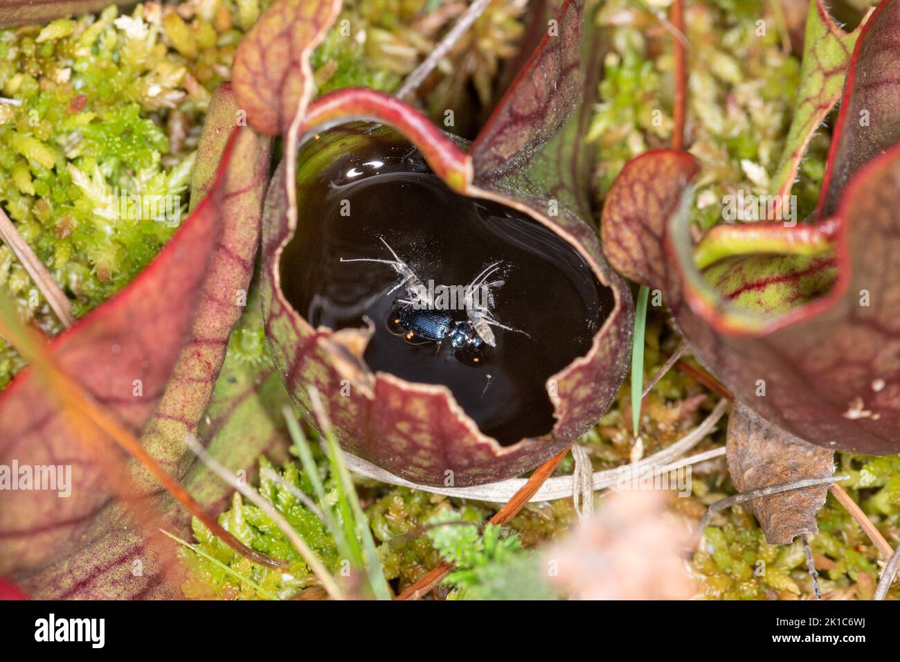 Vari insetti intrappolati e annegati all'interno di una pianta di caraffa, una pianta carnivora, su una palude. Ha introdotto piante non native nel Regno Unito. Foto Stock