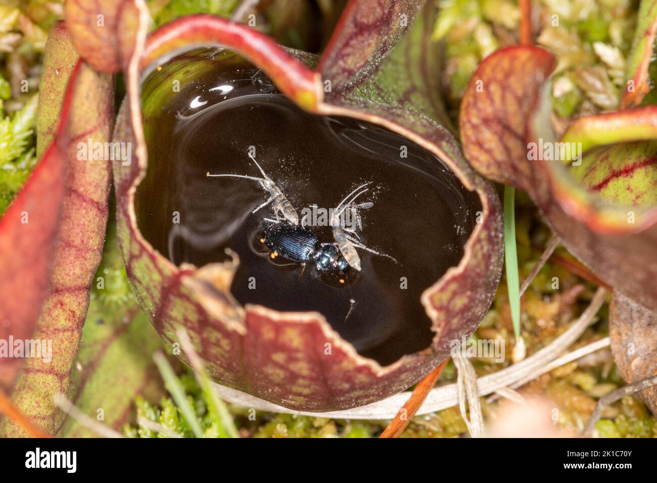 Vari insetti intrappolati e annegati all'interno di una pianta di caraffa, una pianta carnivora, su una palude. Ha introdotto piante non native nel Regno Unito. Foto Stock