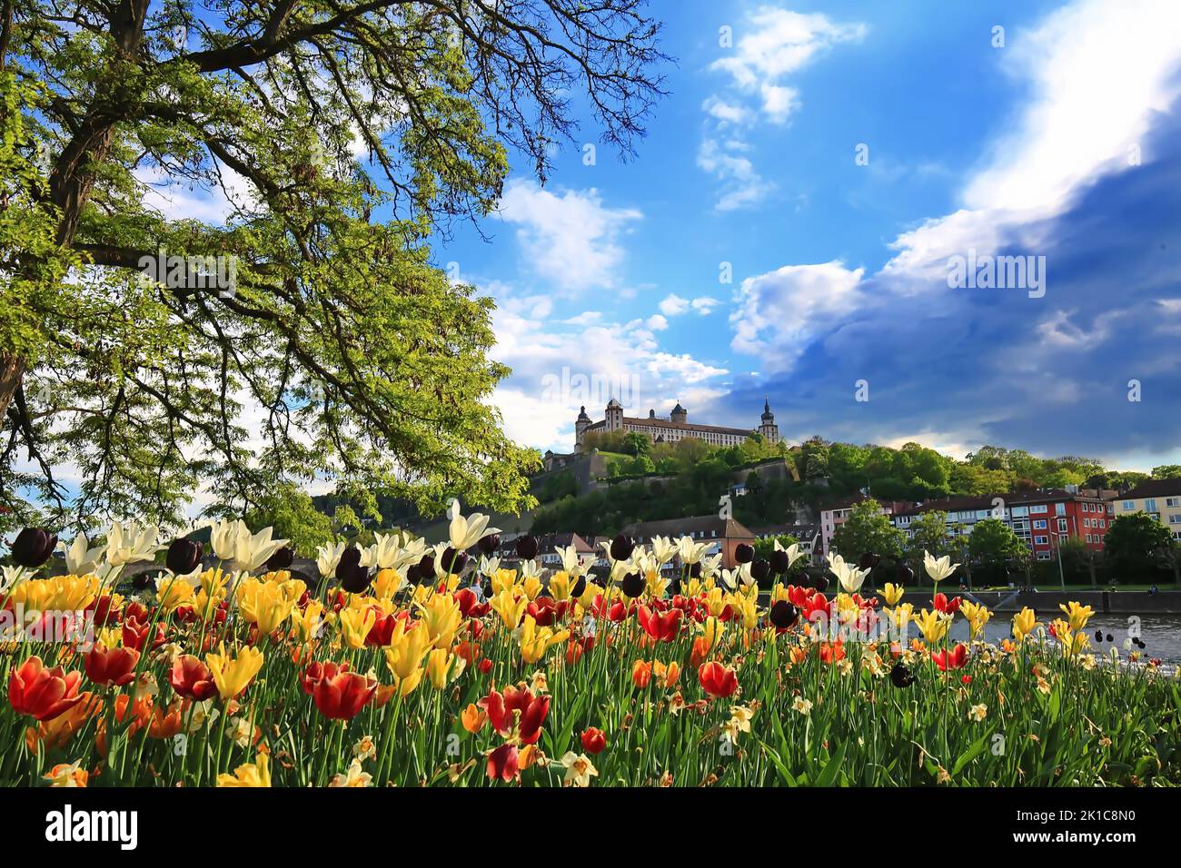 La Fortezza di Marienberg a Wuerzburg con tulipani in primo piano. Bassa Franconia, Franconia, Baviera, Germania Foto Stock