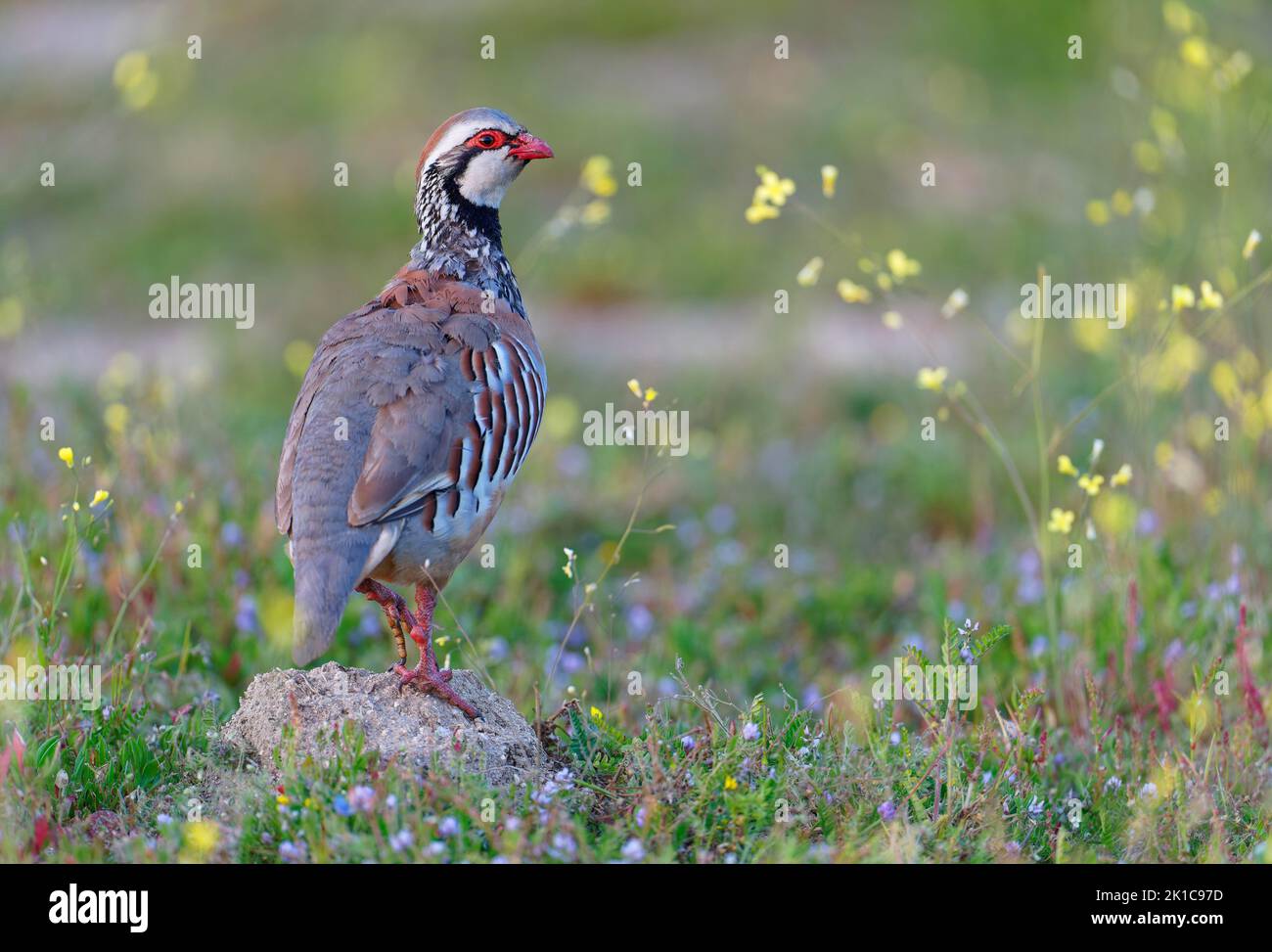 Pernice a zampe rosse (Alectoris rufa), maschio, Castilla-LaMancha, Spagna Foto Stock