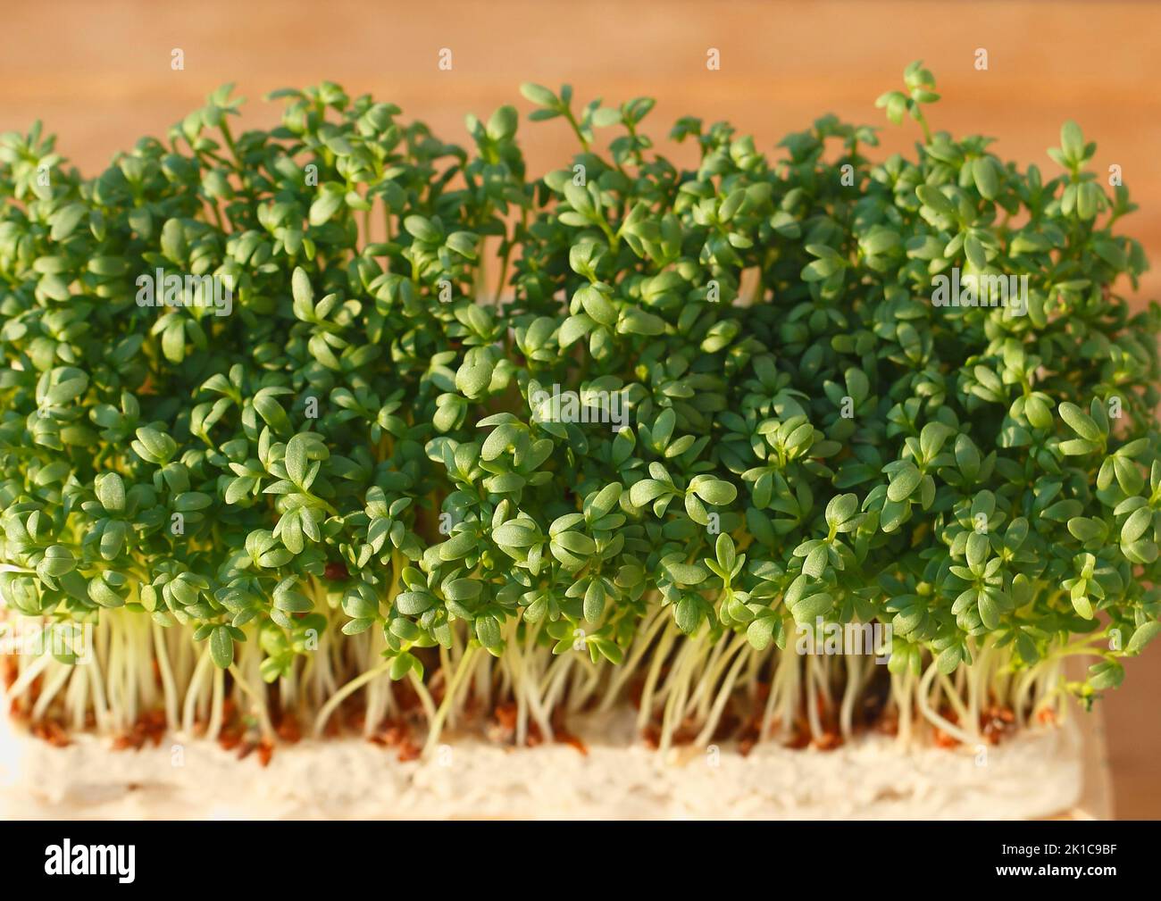 Gabbietta da giardino (Lepidium sativum), gabbietta Foto Stock