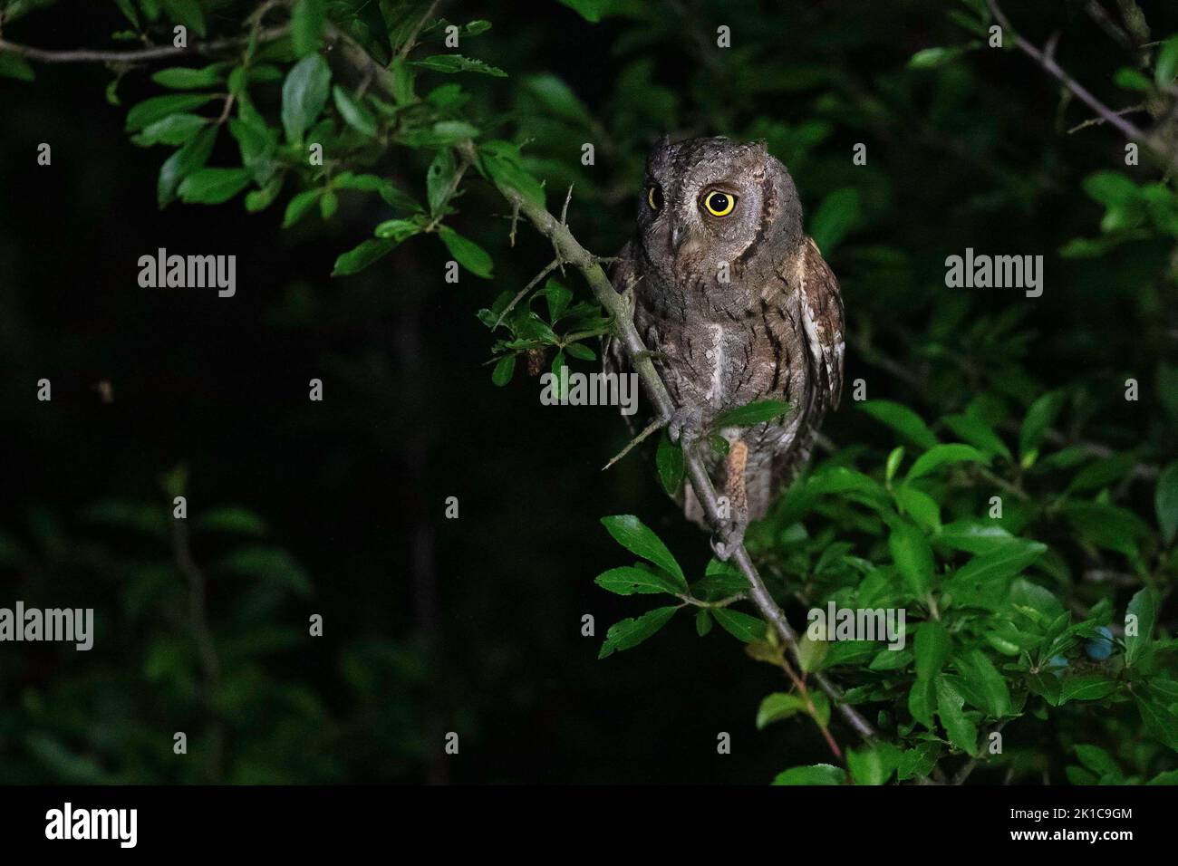 European scops gufo (Otus scops), ospite eccezionale, Turingia, Germania Foto Stock