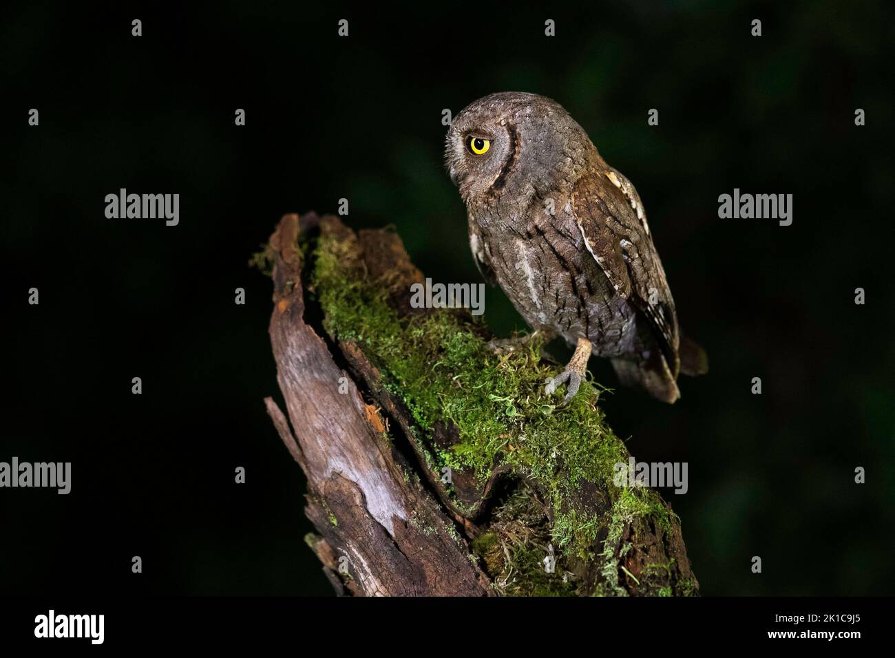 European scops gufo (Otus scops), ospite eccezionale, Turingia, Germania Foto Stock