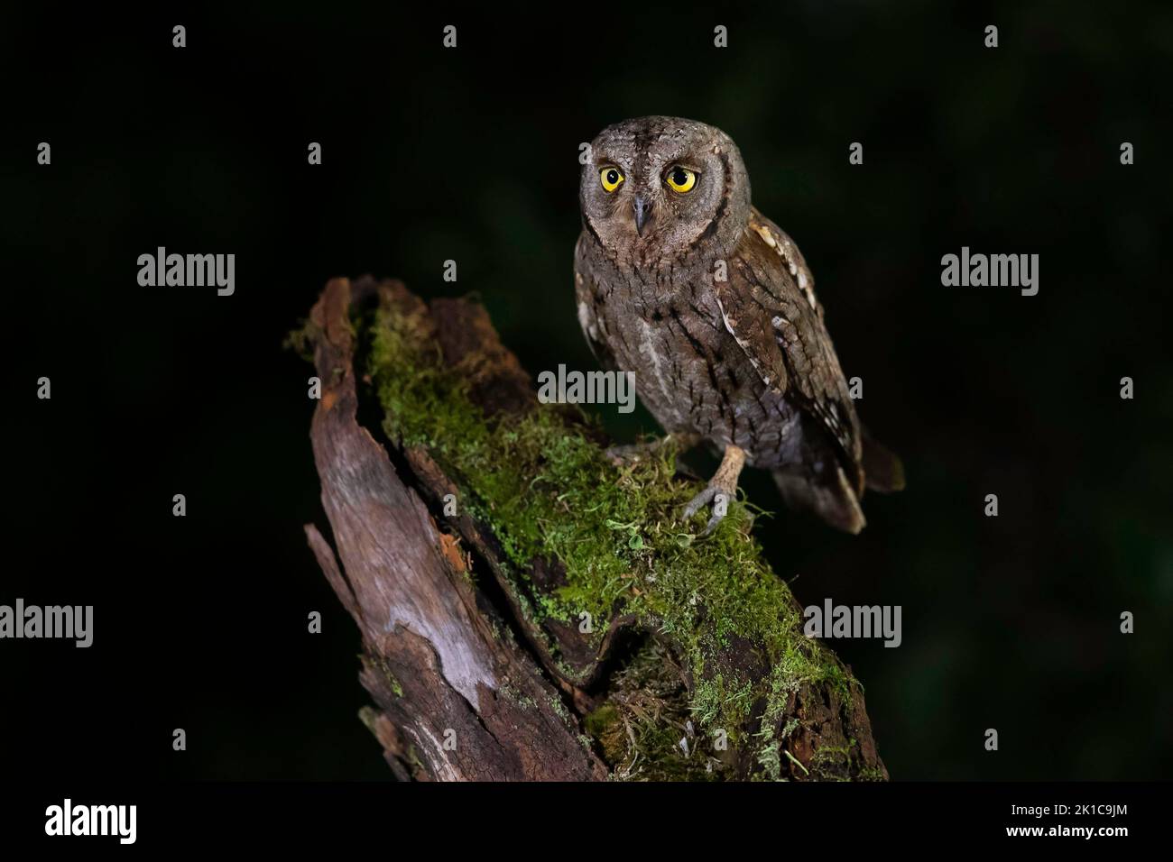 European scops gufo (Otus scops), ospite eccezionale, Turingia, Germania Foto Stock