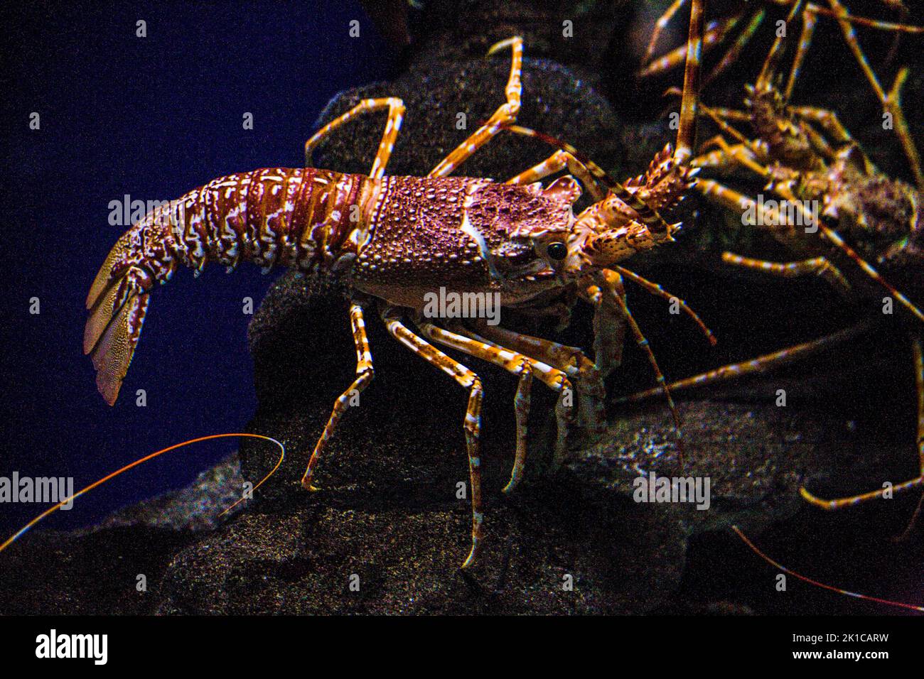 East Coast Rock Lobster (Panulirus homarus), Two Oceans Aquarium, Città del Capo, Sud Africa, Capo Occidentale Foto Stock