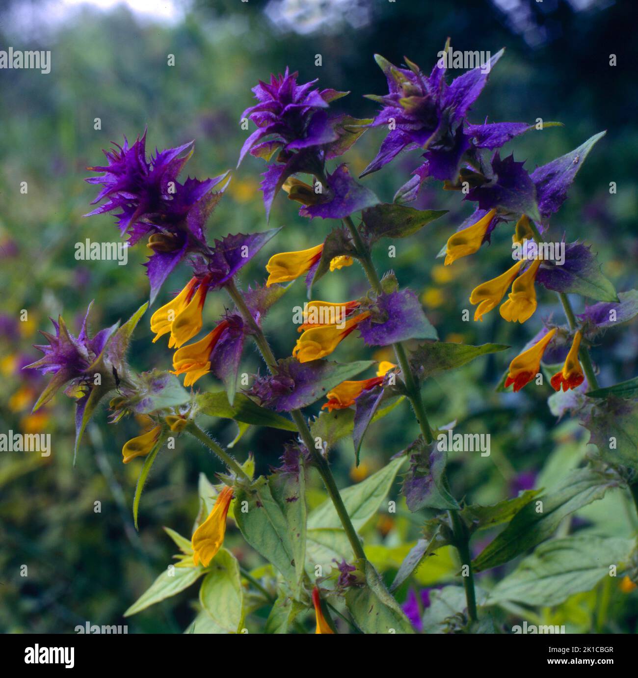 Grano di quaglia di Grove, nemorosum di Melamqgrum Foto Stock