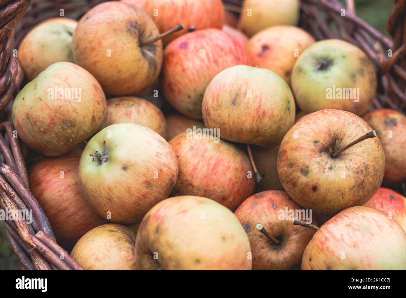 Raccolta autunnale di mele succose e commestibili di un frutteto di mele di campagna. Un antico strumento per raccogliere le mele da luoghi remoti sull'albero. Foto Stock