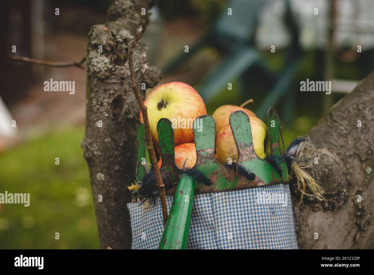 Raccolta autunnale di mele succose e commestibili di un frutteto di mele di campagna. Un antico strumento per raccogliere le mele da luoghi remoti sull'albero. Foto Stock