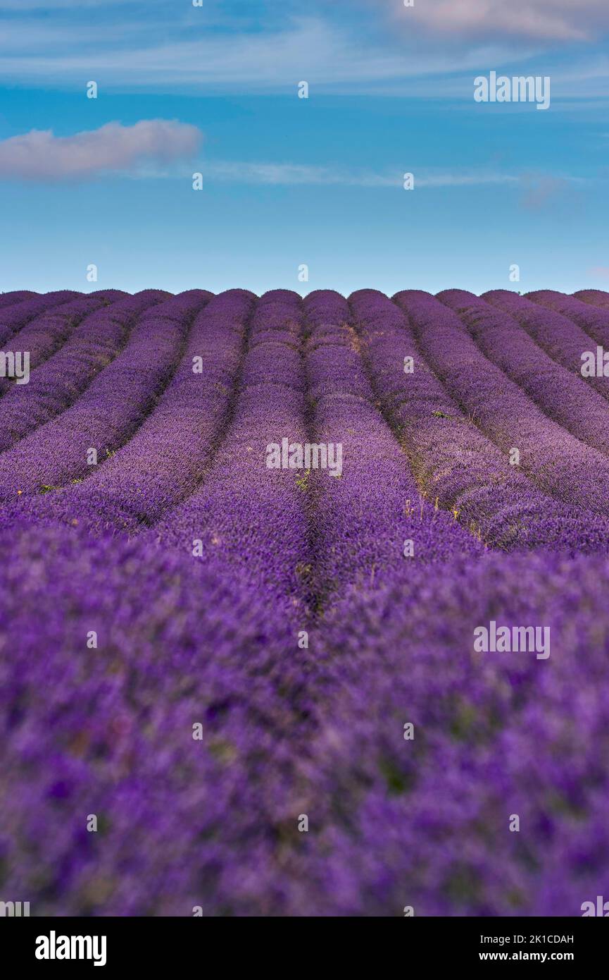 Lavanda (Lavandula), fiori in un campo, piante da giardino, aromatico, fiore, Bedfordshire, REGNO UNITO Foto Stock