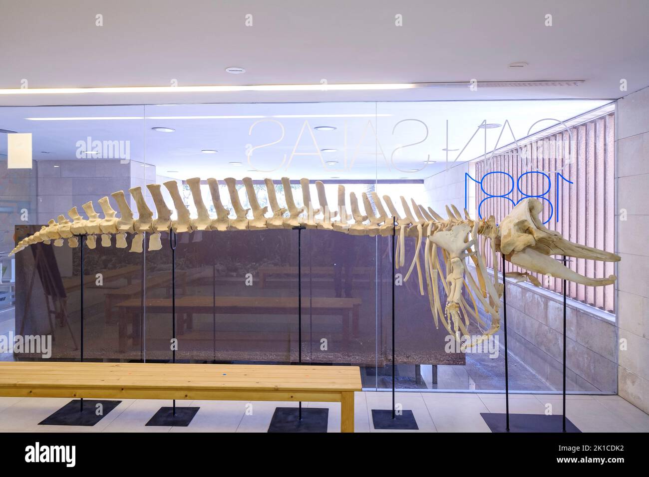 Grampus griseus, Aula de la Mar, centro di interpretazione dell'ambiente marino, Can Salas, Palma, Mallorca, Isole Baleari, Spagna. Foto Stock