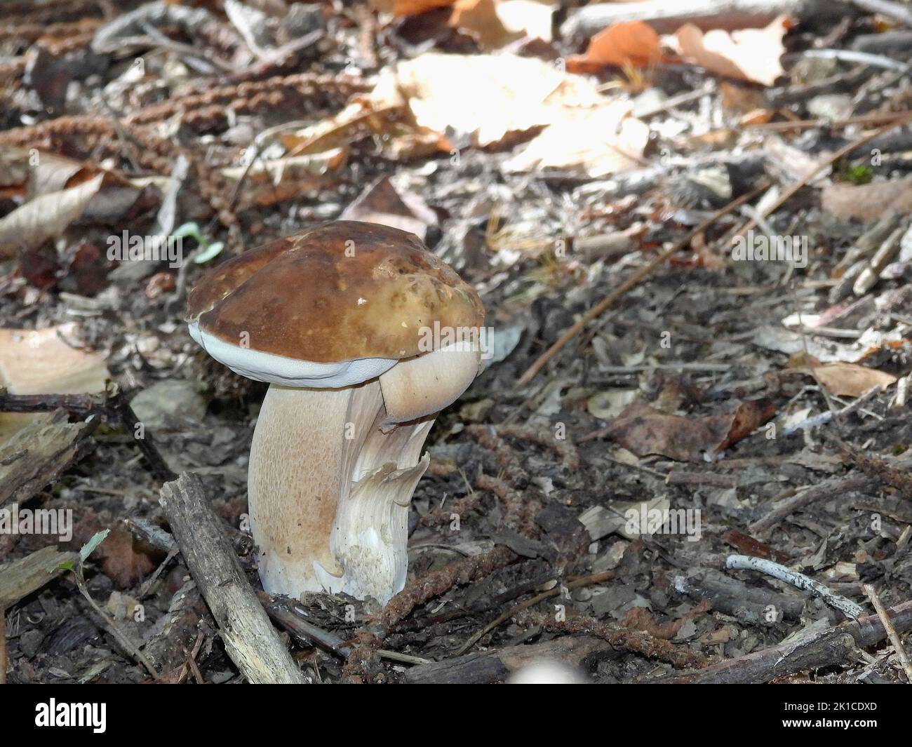 Autunno di funghi Foto Stock