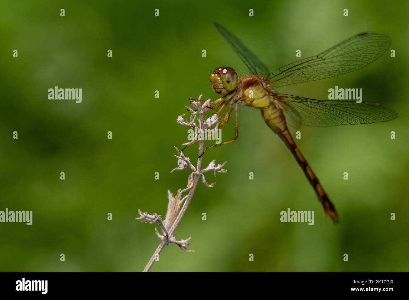 Un macrofo di una libellula di Sympetrum rubicundulum su una cannuccia con sfondo verde sfocato Foto Stock