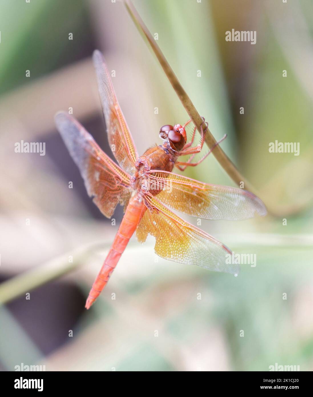 Flame (firecracker) Skimmer arroccato sull'erba d'acqua. Foothills Park, Contea di Santa Clara, California, Stati Uniti. Foto Stock