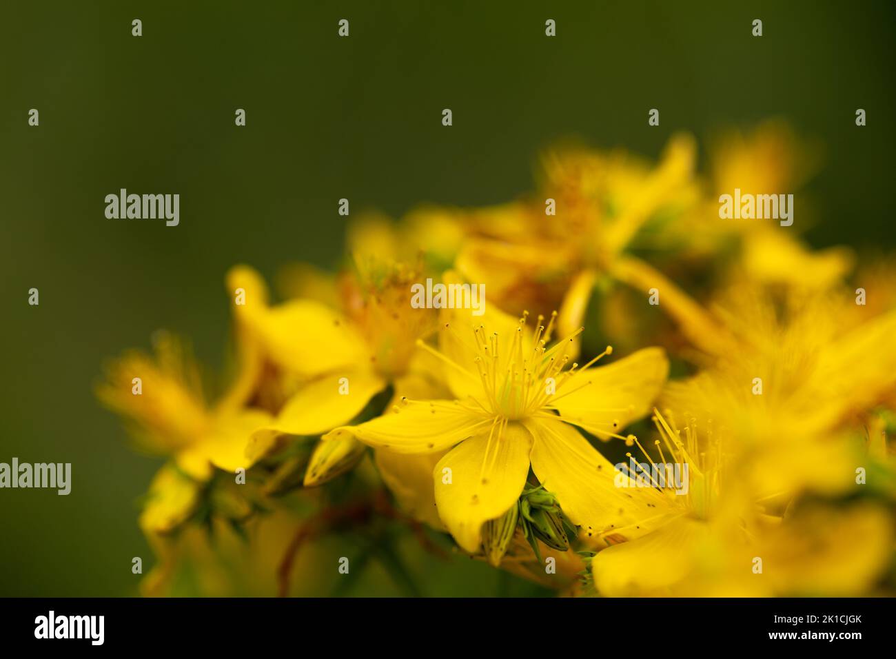 Primo piano di una deliziosa e tenera erba gialla di San Giovanni in luce mistica. L'Hypericum perforatum è una pianta medicinale. Foto Stock