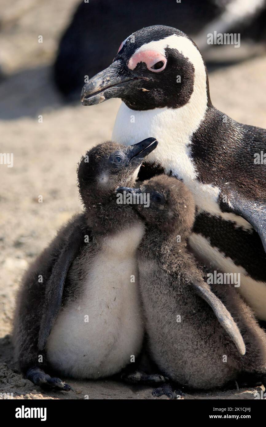 Pinguino africano (Spheniscus demersus), adulto, giovane, sulla spiaggia, alimentazione, Comportamento sociale, Boulders Beach, Simonstown, Western Cape, South Foto Stock