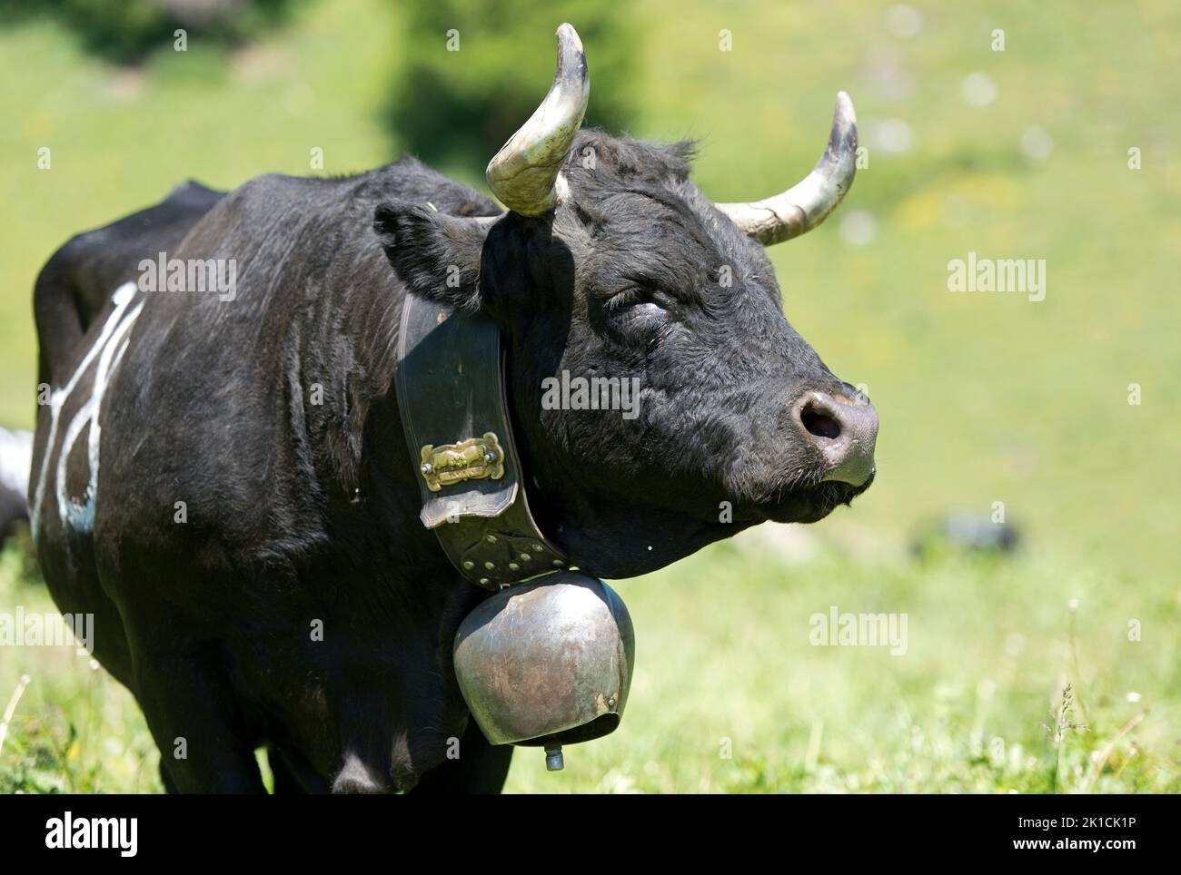 Ritratto di Una mucca della razza bovina Eringer in una battaglia di mucca, Vallese, Svizzera Foto Stock