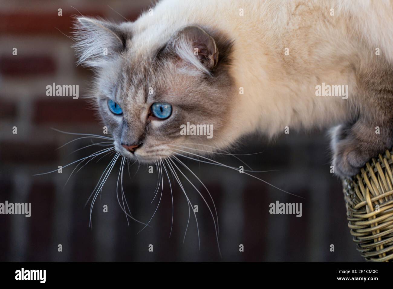 Siberian cat breed immagini e fotografie stock ad alta risoluzione - Alamy