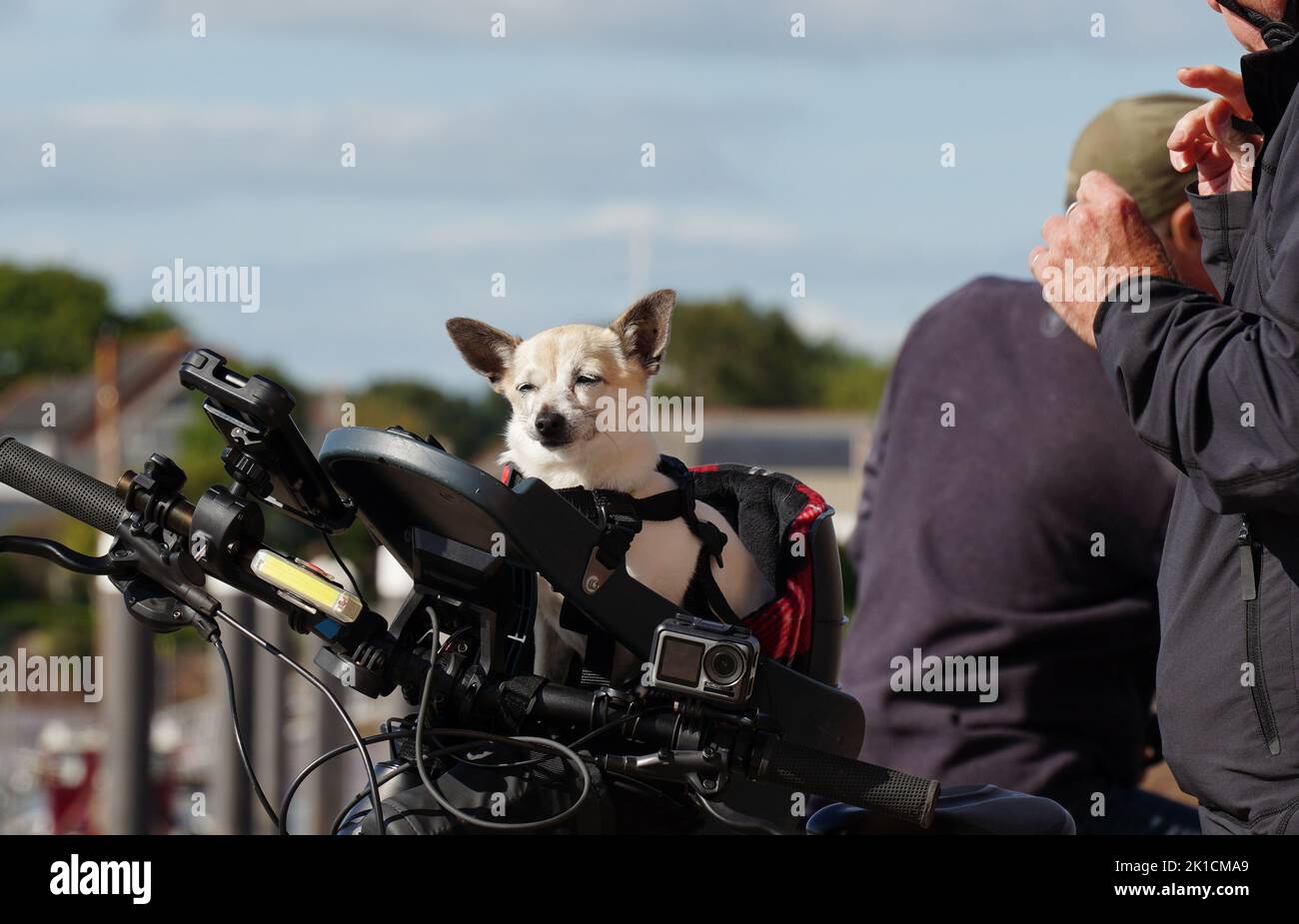 Un cane felice e piccolo con grandi orecchie (cane giocattolo, Chihuahua) viene portato fuori in un giro in bicicletta, utilizzando un seggiolino per bambini Foto Stock