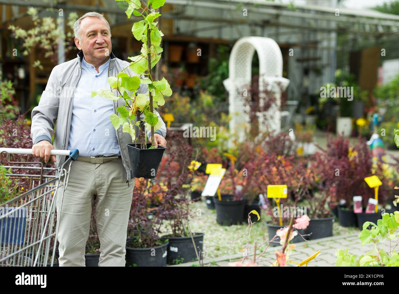 Uomo che sceglie giovani pianta nel mercato Foto Stock