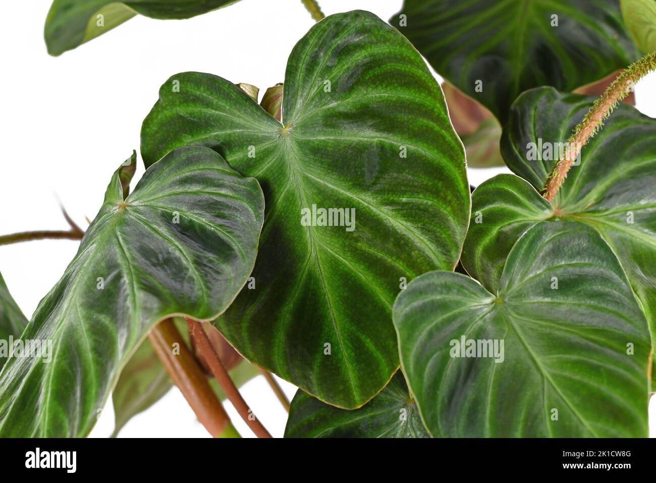 Foglia di velluto di pianta tropicale 'Philodendron verrucosum' su sfondo bianco Foto Stock