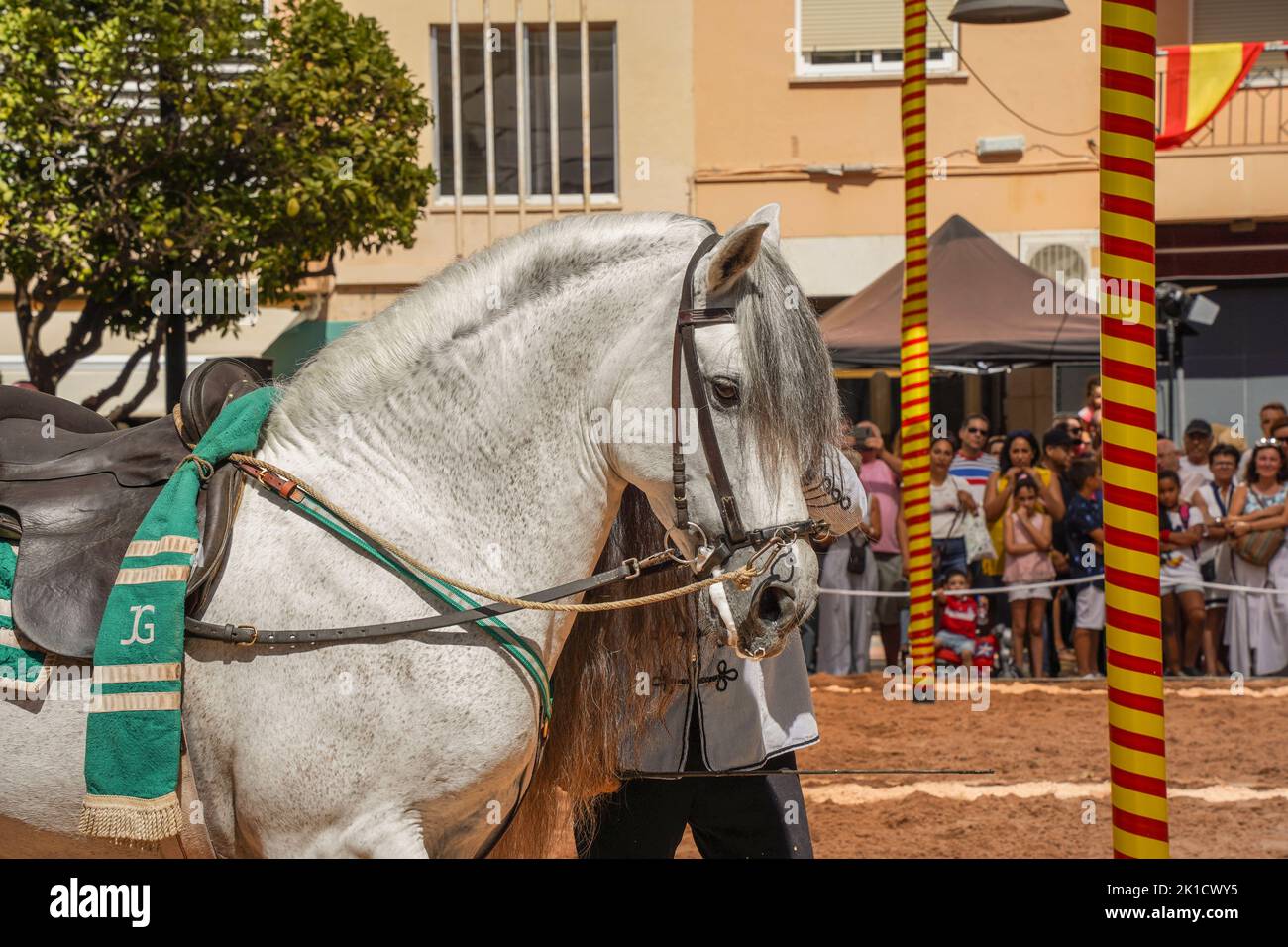 Uomo che esegue lo spettacolo di equitazione dressage spagnolo, durante la giornata annuale del cavallo. Fuengirola, Andalusia, Costa del Sol, Spagna. Foto Stock
