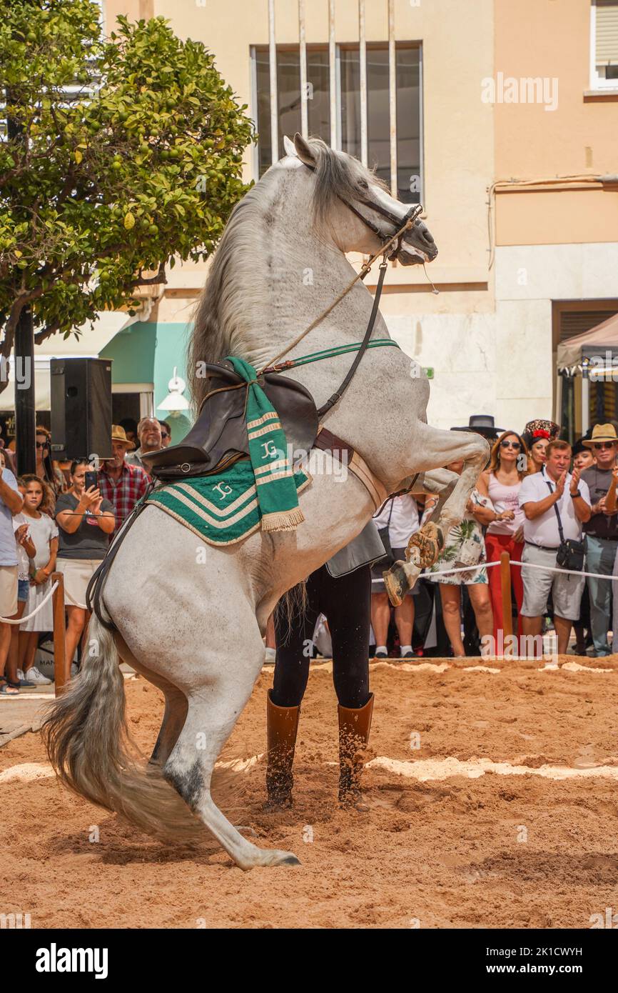 Uomo che esegue lo spettacolo di equitazione dressage spagnolo, durante la giornata annuale del cavallo. Fuengirola, Andalusia, Costa del Sol, Spagna. Foto Stock