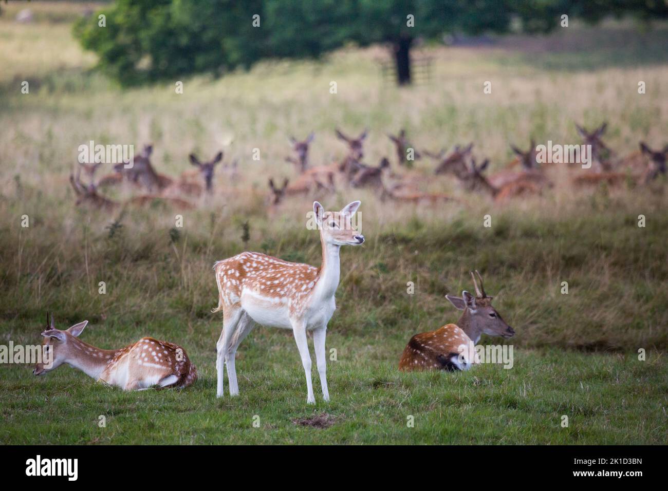 Daini, (Dama Dama), Comune: castagno rivestire con mottles bianco è più pronunciato in estate con una molto più scuri, immacolata ricoprire d'inverno. Foto Stock