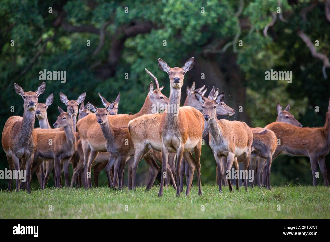 Branco di cervi in un parco di cervi nella campagna inglese all'inizio dell'autunno Foto Stock