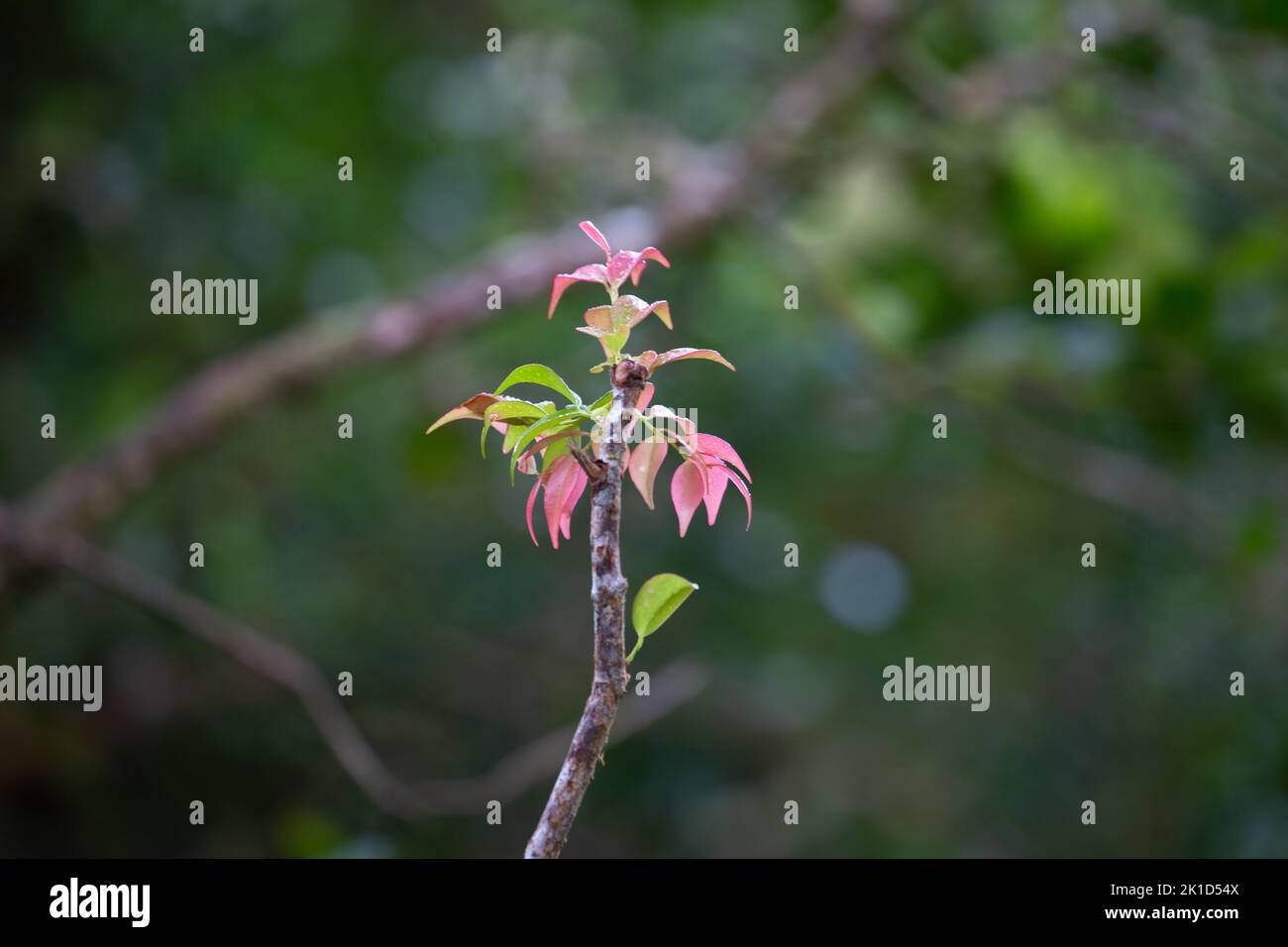 Ramo con giovani foglie rosa e verde chiaro nella foresta pluviale protetta in Costa Rica. Oggetto nitido al centro dell'immagine con sfondo sfocato. Foto Stock