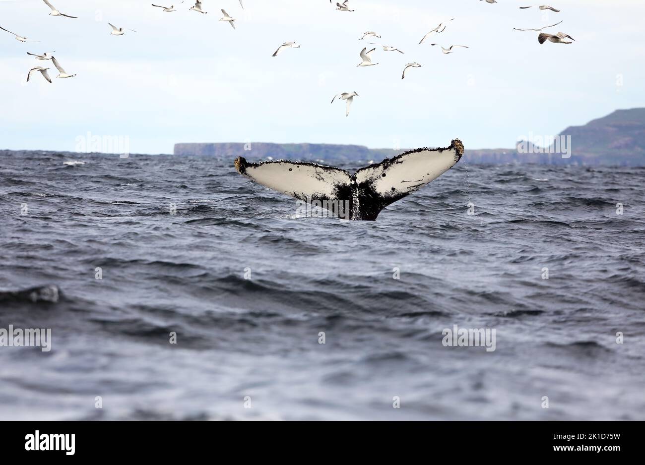 Coda enorme di una rara megattere mentre si immerge al largo della costa delle isole di Mull e Iona nelle Ebridi interne della Scozia Foto Stock