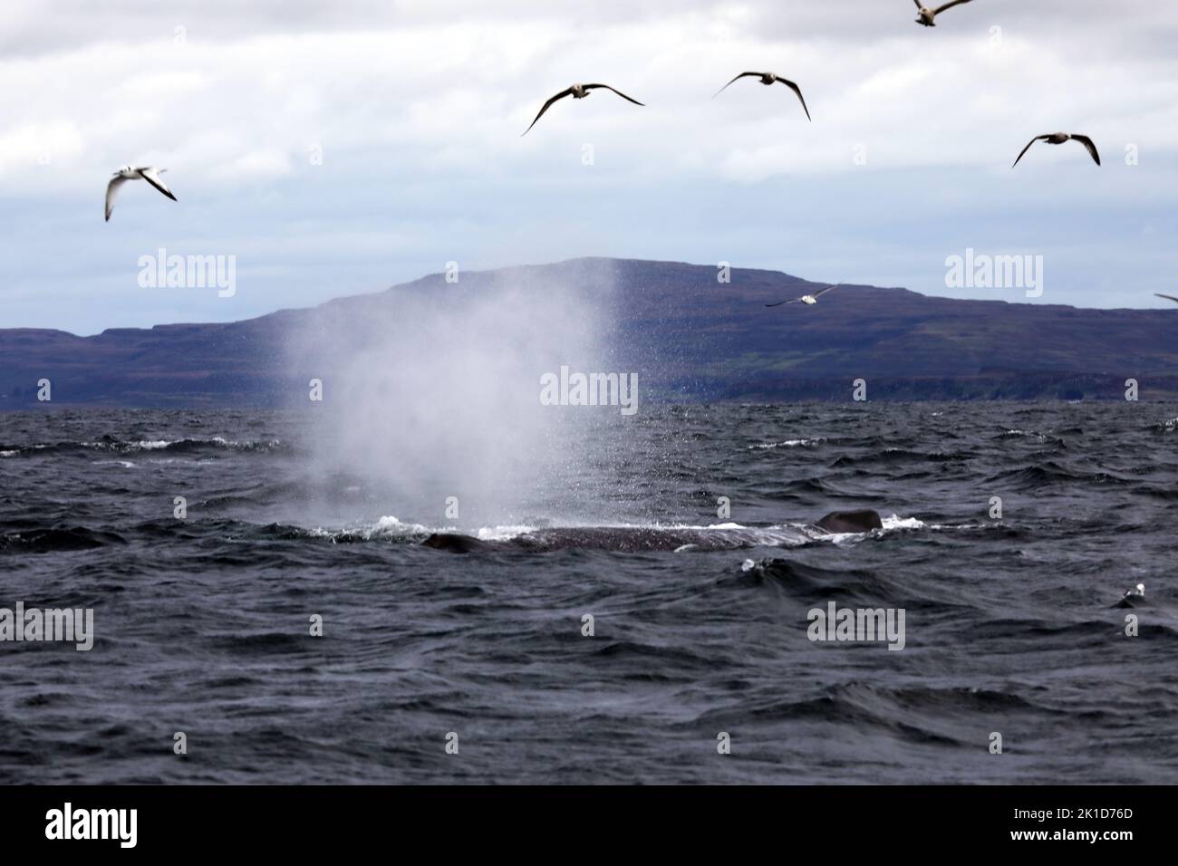 Becco di balena, al largo della costa delle isole di Mull e Iona nelle Ebridi interne della Scozia Foto Stock
