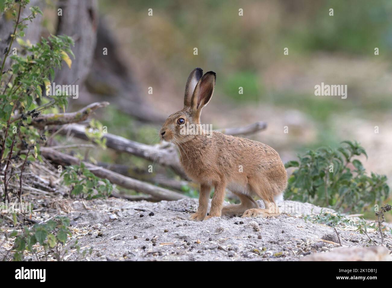 La lepre europea, nota anche come lepre bruna, è una specie di lepre originaria dell'Europa e di alcune parti dell'Asia. Foto Stock