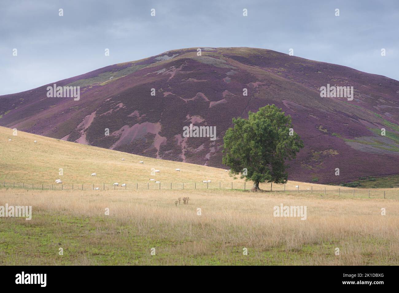 Un albero di cenere solaro in un paesaggio di campagna, con pecore e erica viola sulla collina di Carnethy nel Parco Regionale delle colline di Pentland vicino Peniciuk, ou Foto Stock