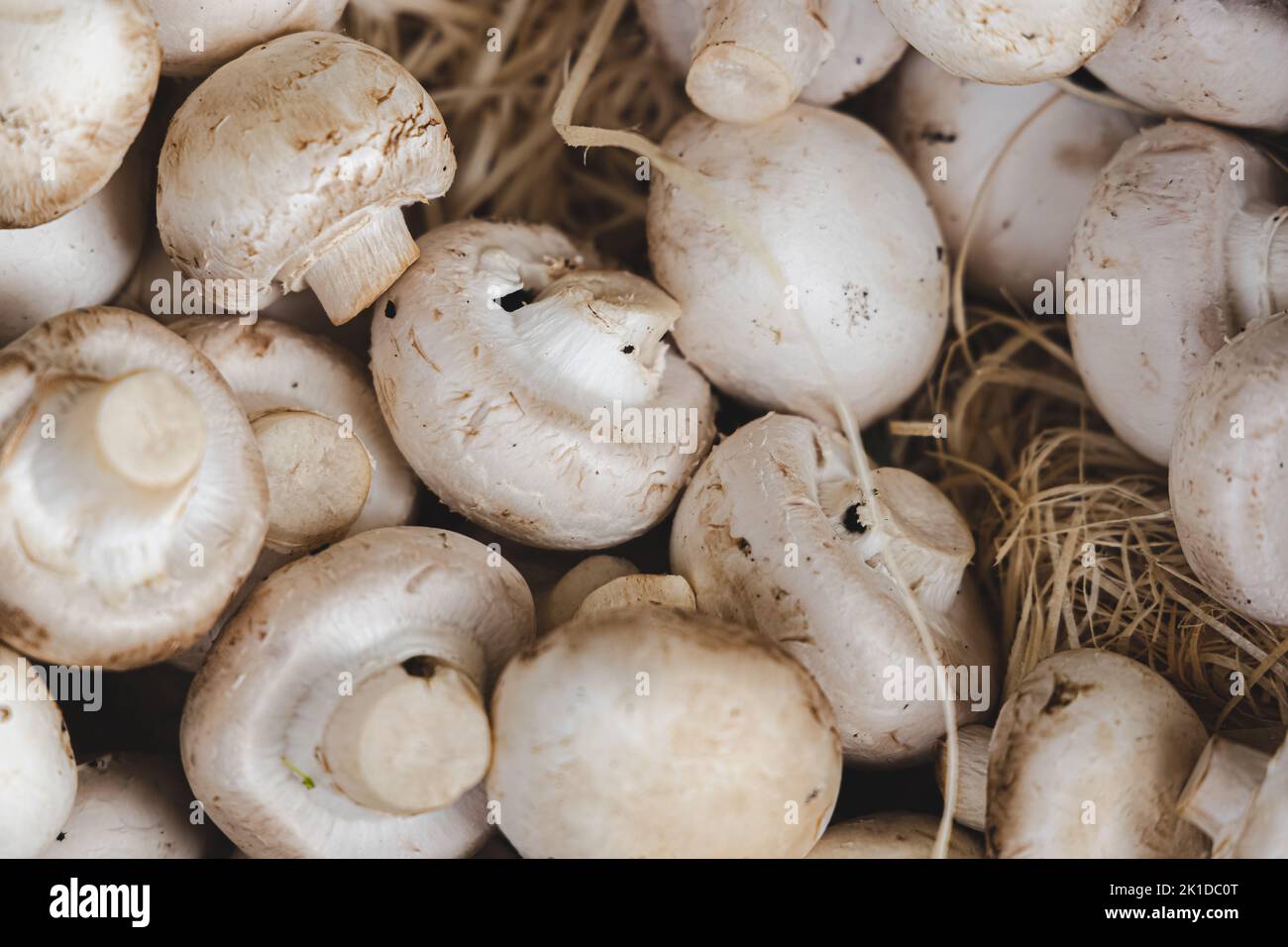 Dettagli ravvicinati sui funghi freschi, biologici e bianchi (Agaricus bisporus) esposti in un mercato agricolo all'aperto di un paese rurale in Scozia, Regno Unito. Foto Stock