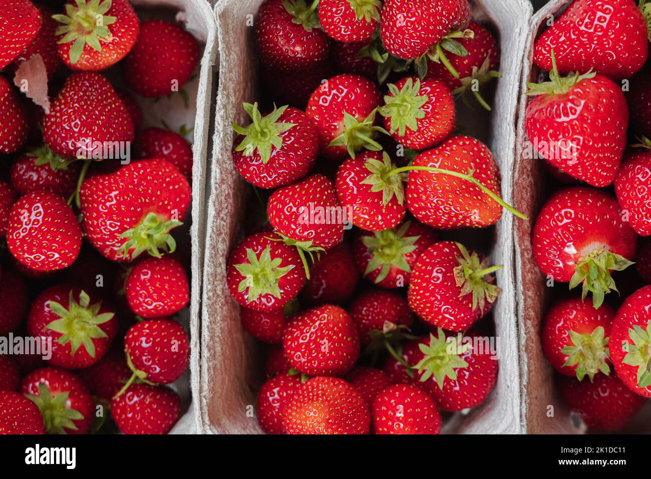 Fragole rosse colorate, biologiche, appena raccolte, esposte in vassoi presso un mercato agricolo all'aperto in Scozia, Regno Unito. Foto Stock