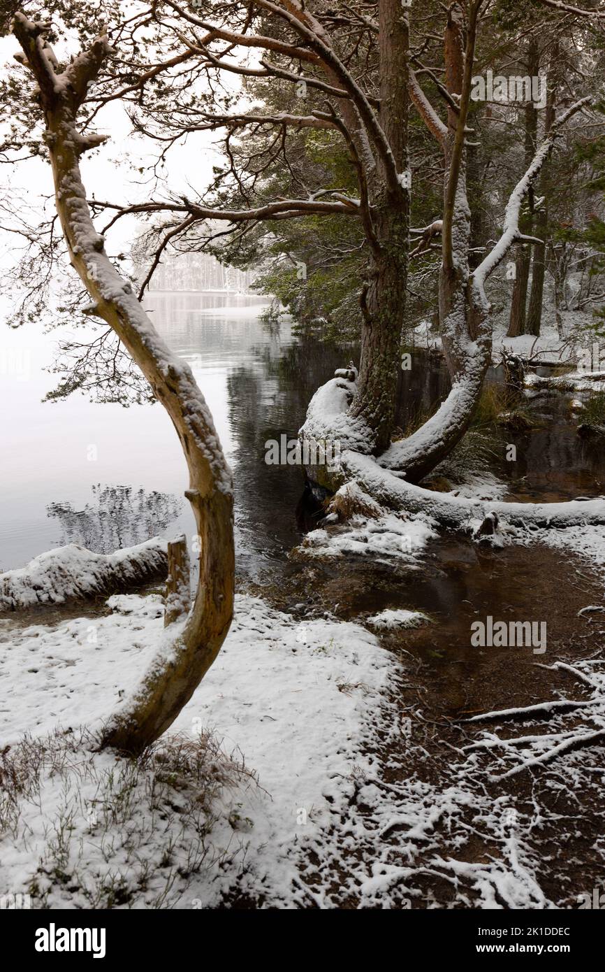 Loch Garten in inverno al Boat of Garten, Scozia. Foto Stock