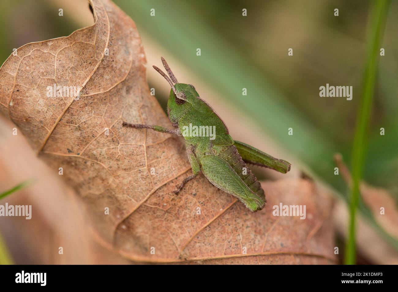 Un grasshopper verde-striato ninfa / immaturo (Chortophaga viridifasciata) che riposa su una foglia marrone, Indiana, Stati Uniti Foto Stock